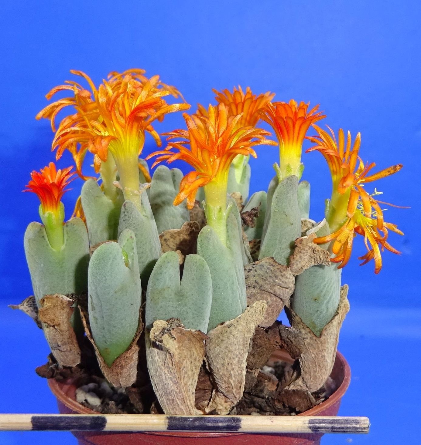 Conophytum frutescens cv. XL